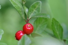Crataegus aestivalis