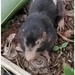 Underwood's Pocket Gopher - Photo (c) sshe, some rights reserved (CC BY-NC), uploaded by sshe