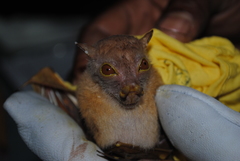 Common Tube-Nosed Fruit Bat photo 2