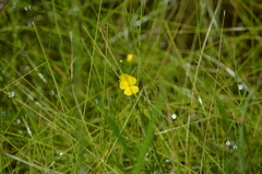 Utricularia striata