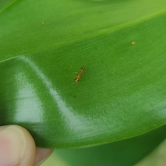 Pseudomyrmex simplex