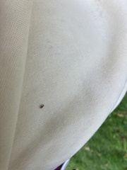 Orchestes steppensis