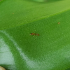 Pseudomyrmex simplex