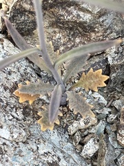 Streptanthus barbiger