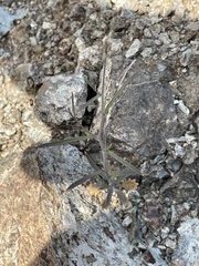 Streptanthus barbiger