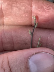 Streptanthus barbiger