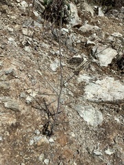 Streptanthus barbiger