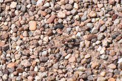 Pogonomyrmex rugosus