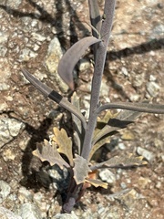 Streptanthus barbiger