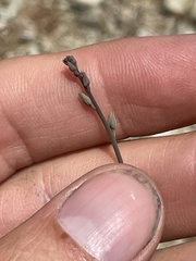 Streptanthus barbiger