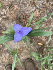 Tradescantia reverchonii