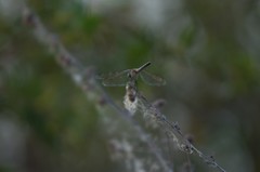 Pachydiplax longipennis image