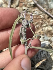 Streptanthus barbiger