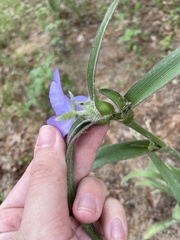 Tradescantia reverchonii