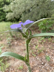 Tradescantia reverchonii