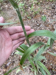 Tradescantia reverchonii