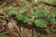 Trillium ludovicianum