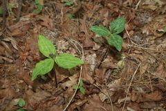 Trillium ludovicianum