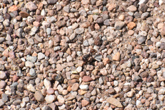 Pogonomyrmex rugosus