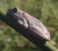 Hyperolius parallelus