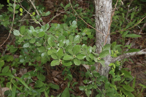 Image of Crataegus uniflora by (c) Reid Hardin, some rights reserved (CC BY)