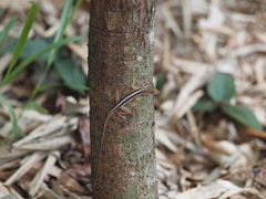 Anolis gaigei