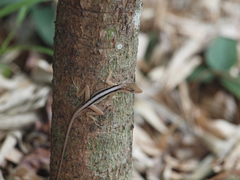 Anolis gaigei