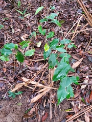 Elaeagnus glabra