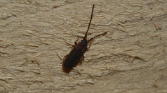 Uleiota planata