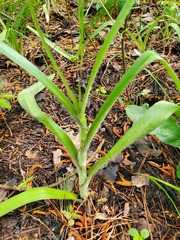 Tradescantia reverchonii