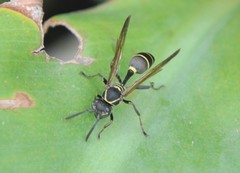 Mischocyttarus pallidipectus