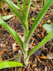 Tradescantia reverchonii
