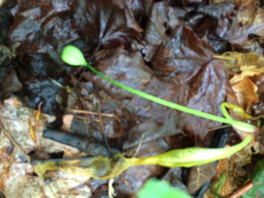 Erythronium americanum