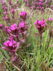 Castilleja ambigua humboldtiensis