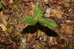Trillium gracile