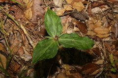 Trillium gracile