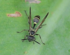 Mischocyttarus pallidipectus