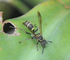 Mischocyttarus pallidipectus