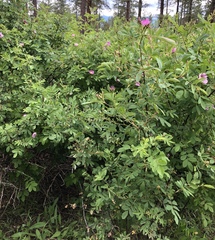 Rosa nutkana macdougalii