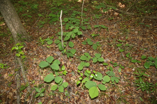 Image of Hamamelis ovalis by (c) Reid Hardin, some rights reserved (CC BY)