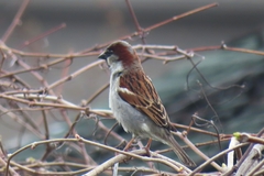 Passer domesticus