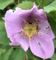 Rosa nutkana macdougalii