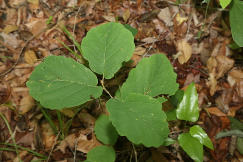 Image of Hamamelis ovalis by (c) Reid Hardin, some rights reserved (CC BY)