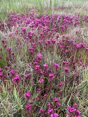 Castilleja ambigua humboldtiensis
