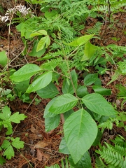 Desmodium fernaldii