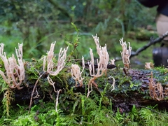 Artomyces austropiperatus