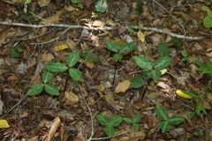 Trillium gracile