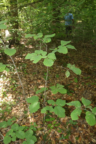 Hamamelis ovalis, photograph 4