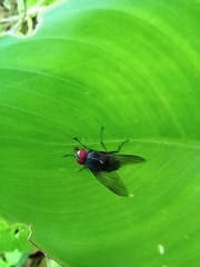 Azeliinae
