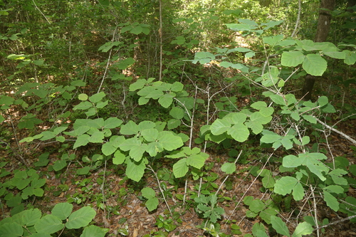 Hamamelis ovalis, photograph 2